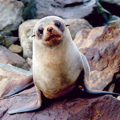 are seals really like dogs