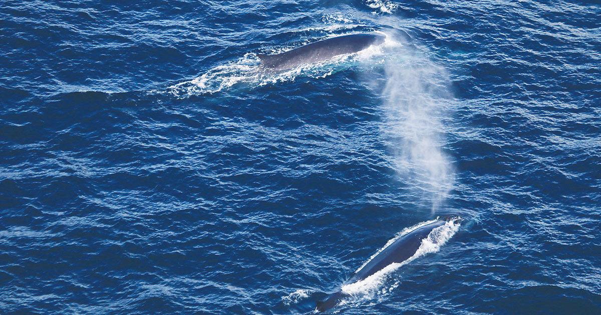 Whale entanglement risk factors investigated | News | newportnewstimes.com