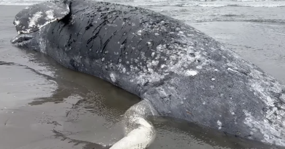 69e27a45e6e3d.image.png?crop=1092,573,0,