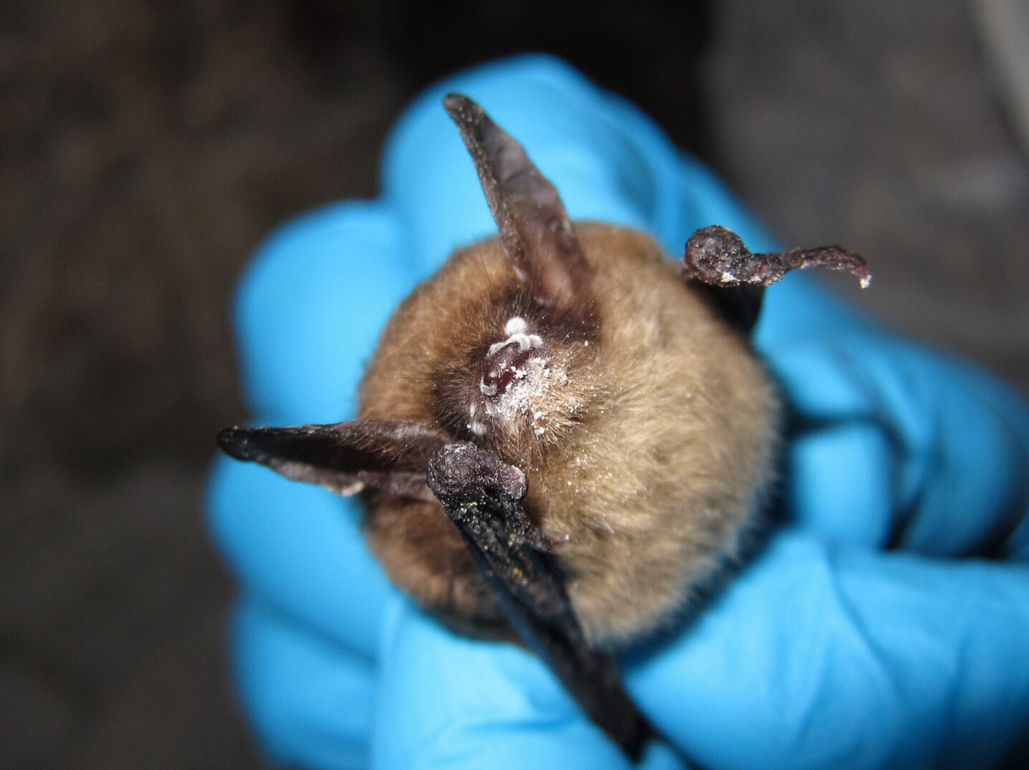 Deadly fungal disease that attacks bats detected for first time in ...