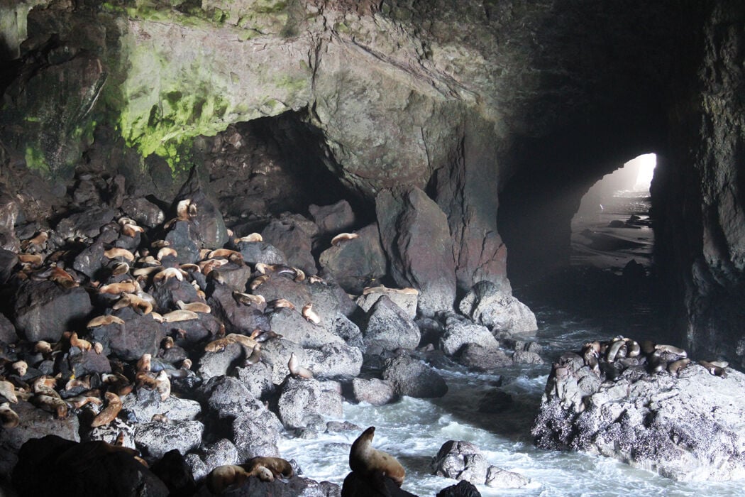 are dogs allowed at sea lion caves