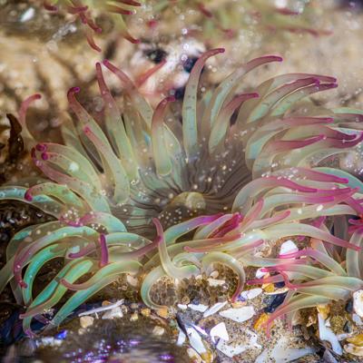 Tidepooling