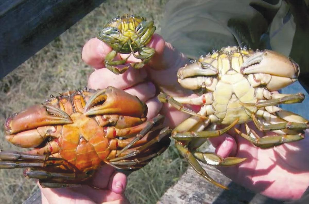 Invasive crabs threaten local shellfish industries, Business