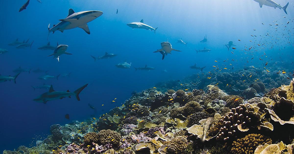 Researchers say ocean biodiversity work needs improvement - Vimarsana News
