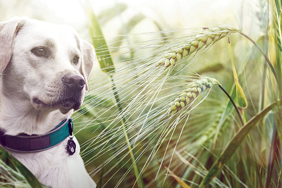 how to protect dogs ears from cheat grass seeds