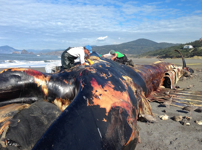 Installation of rare blue whale skeleton gets underway at OSU’s ...