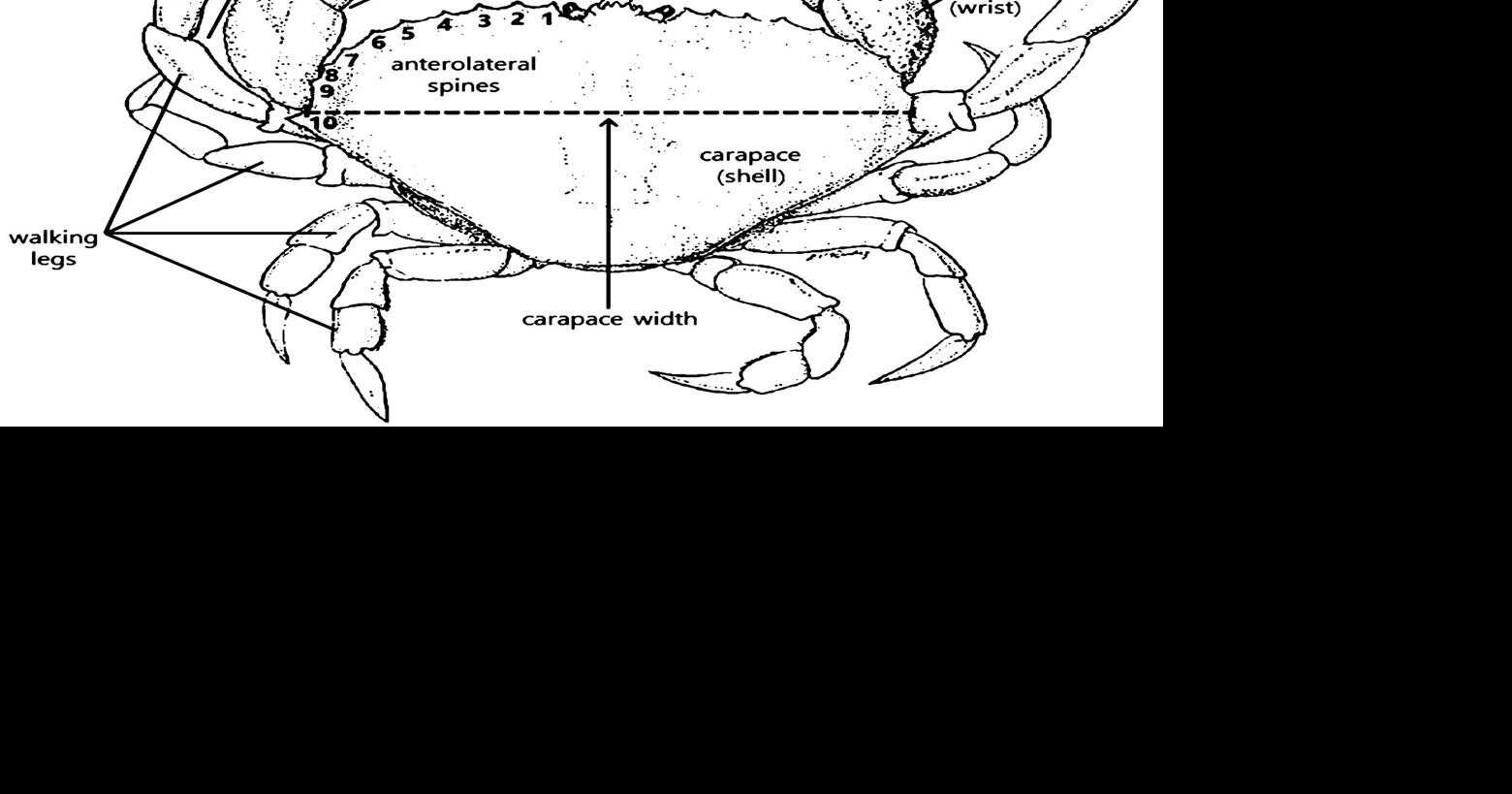 ODFW releases first-of-its-kind crab fishery plan | News ...