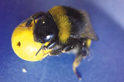 Pet-improvement-Bumblebees