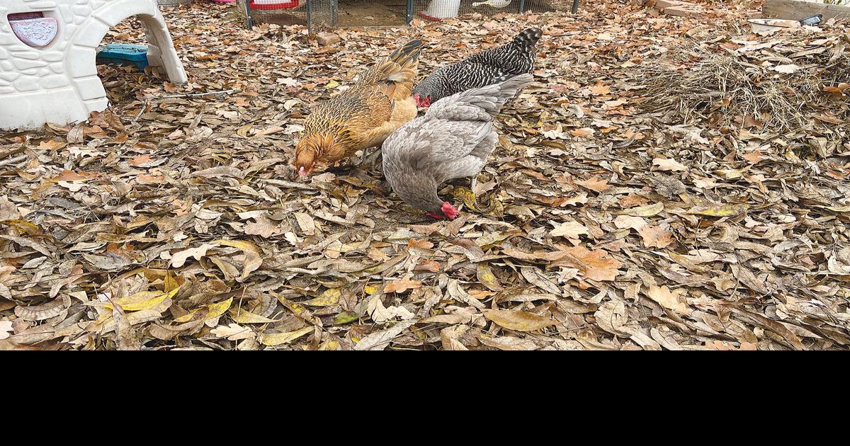 Do your research before raising chickens Coast Life