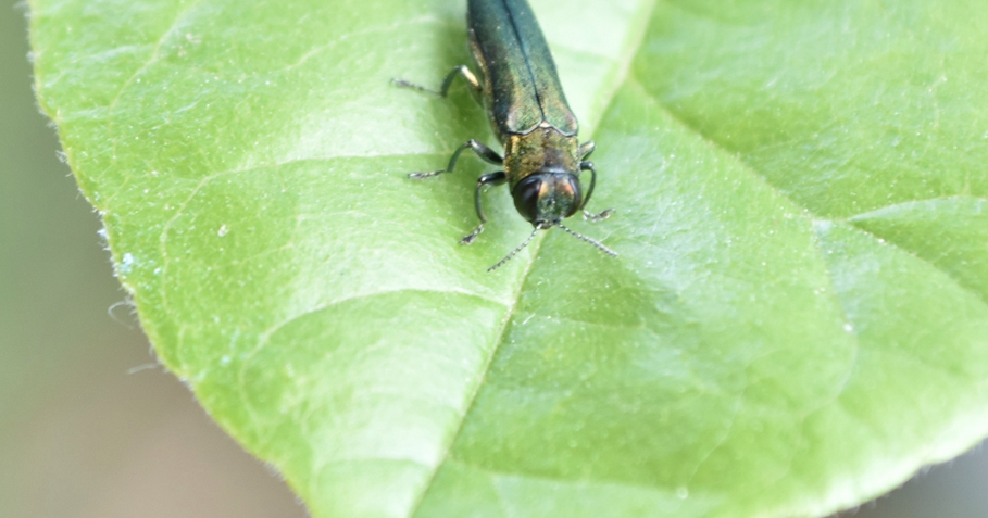 Emerald ash borer spreading across Oregon Jeremy C. Ruark Lincoln County Leader Aug 7, 2026 6 hrs ago
