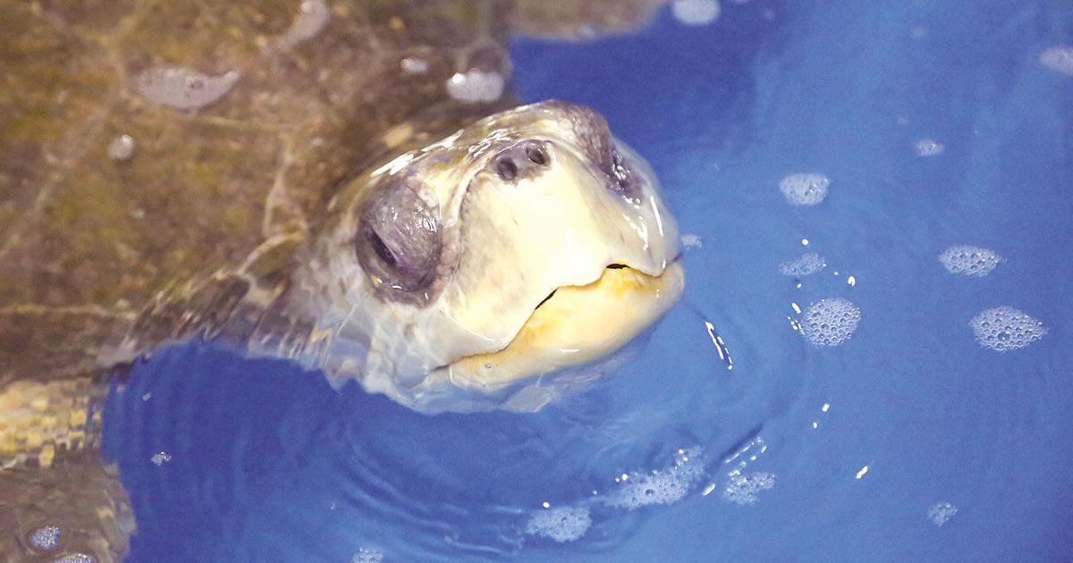 Tides turn for stranded sea turtles | News | newportnewstimes.com