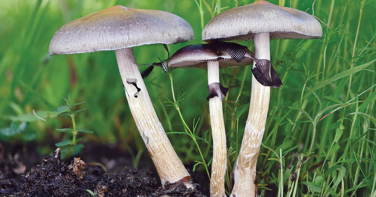 Here's what to expect with legal shrooms | News | newportnewstimes.com