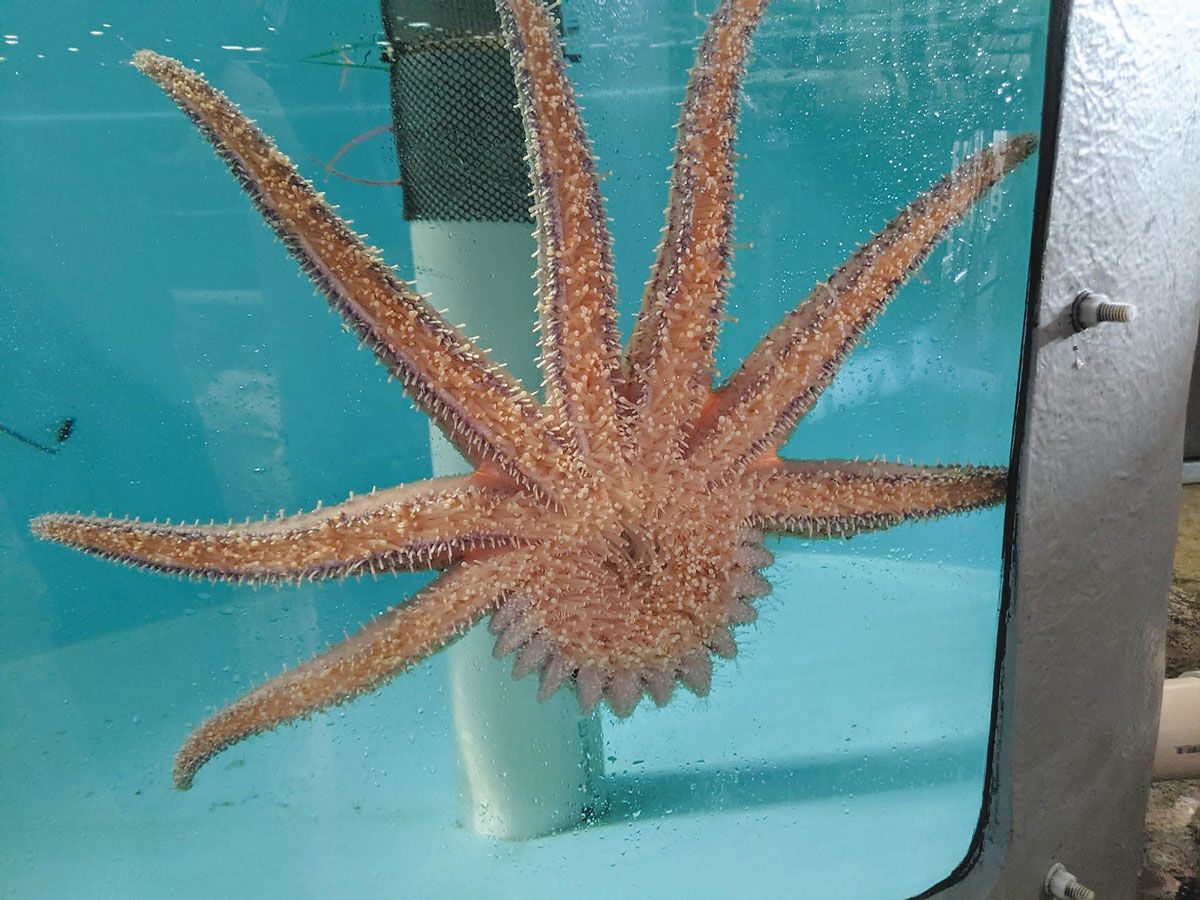 Sea best sale star aquarium