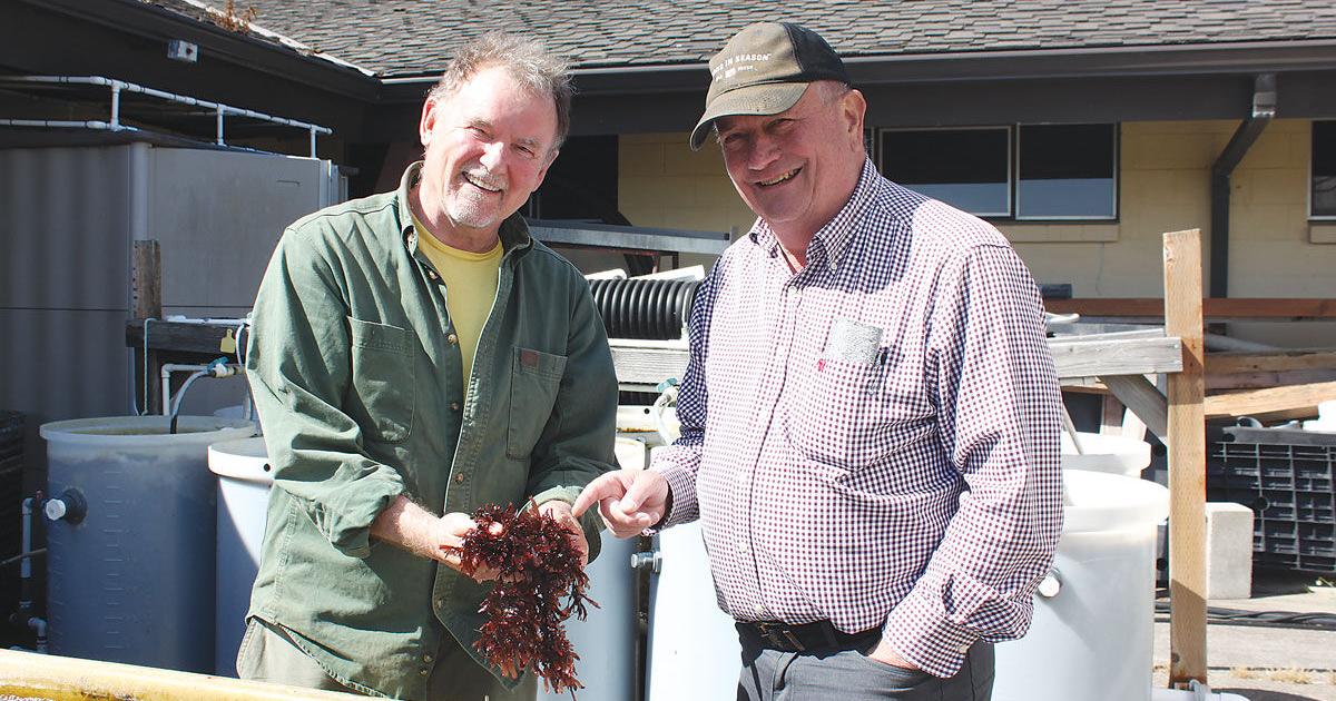 Malcolm Ransome Providing nutritious seaweed | Community | newportnewstimes.com
