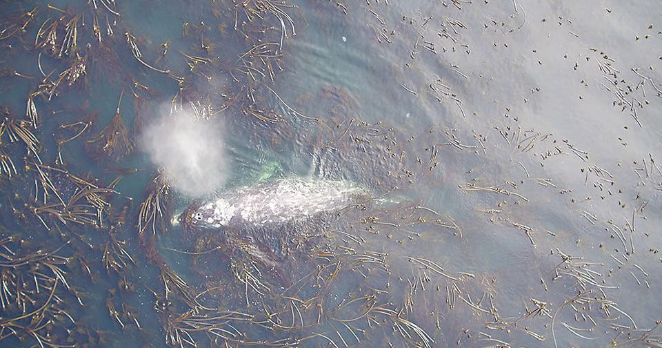 Rise in sea urchins impacts Oregon's gray whales and their food | News - Vimarsana News