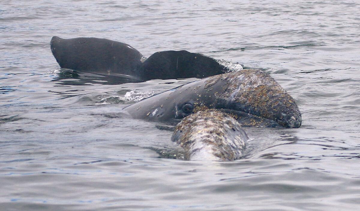gray-whale-website-Scarlett-with-calf