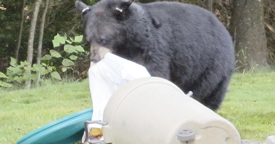 Black bear put down to protect human safety - Vimarsana News