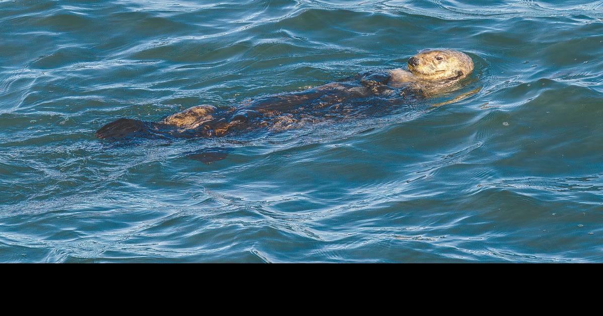 Coastal tribal leaders call for action to return sea otters to Oregon | News