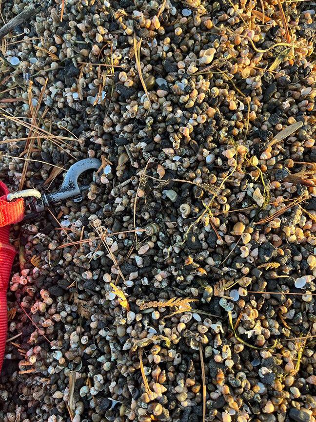 Is Mollusk Dieoff a Concern? Invasive Species Monitored News