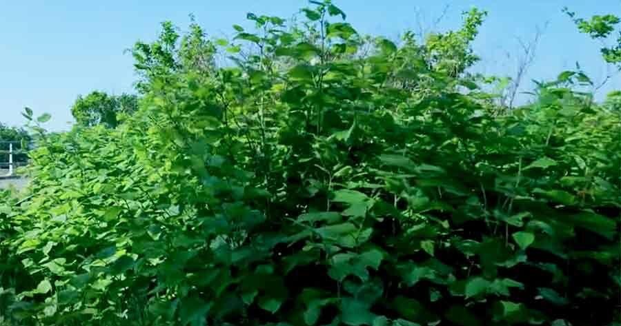 Greensboro Debates Glyphosate Use for Knotweed CHRISTOPHER ROY, Express Correspondent Aug 17, 2026 Aug 17, 2026 Updated 34 mins ago
