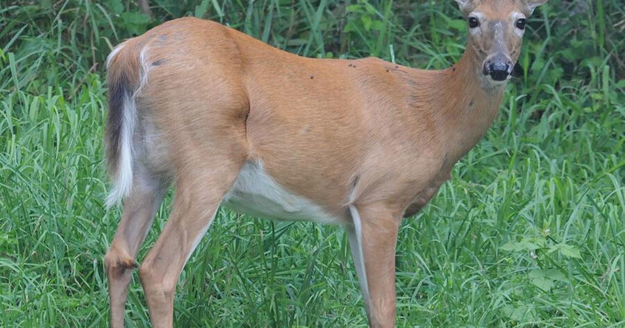 VT Fish And Wildlife Board Approves Rule Changes For Deer