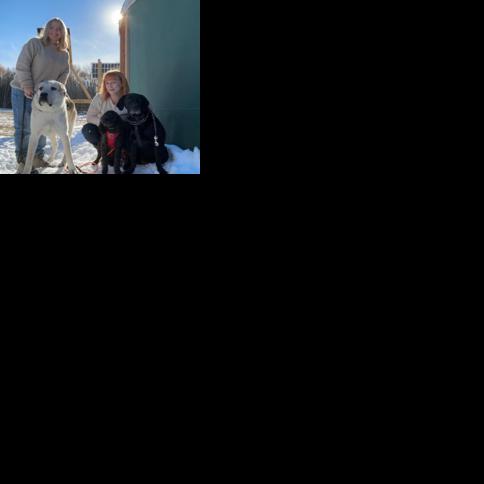 Green Mountain Paws, From Dog Walking to Pet Care | News