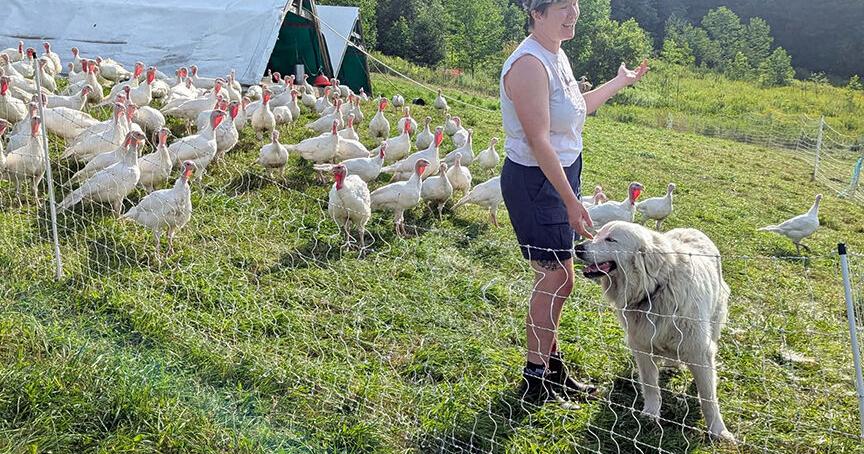 Hillside Farm, Poultry Specialists ED BARBER, Staff Writer Aug 5, 2026 9 mins ago