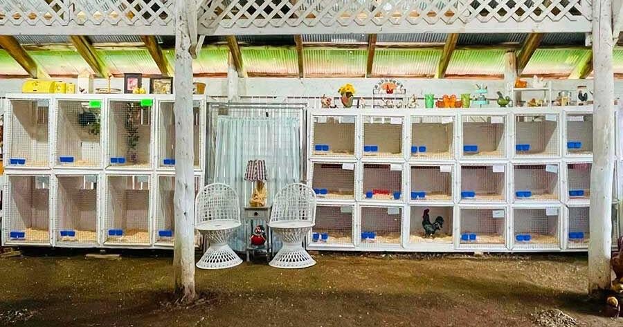 The Poultry Barn at The Orleans County Fair ED BARBER, Staff Writer Sep 2, 2026 Sep 2, 2026 Updated 5 sec ago