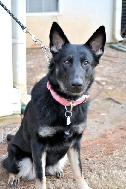 K9 Kiddo Riverdale Teen Starts Own Business Training Dogs Features News Daily Com