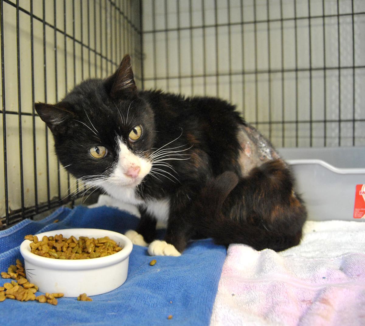 humane society seeking donations