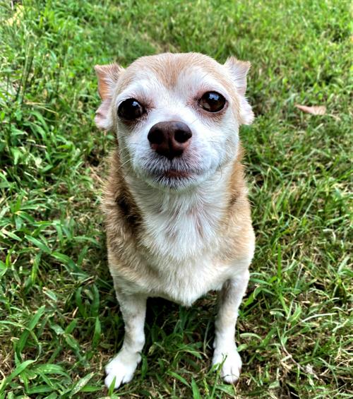 Clayton County Humane Society Hosting Online Auction For Animals News News Daily Com