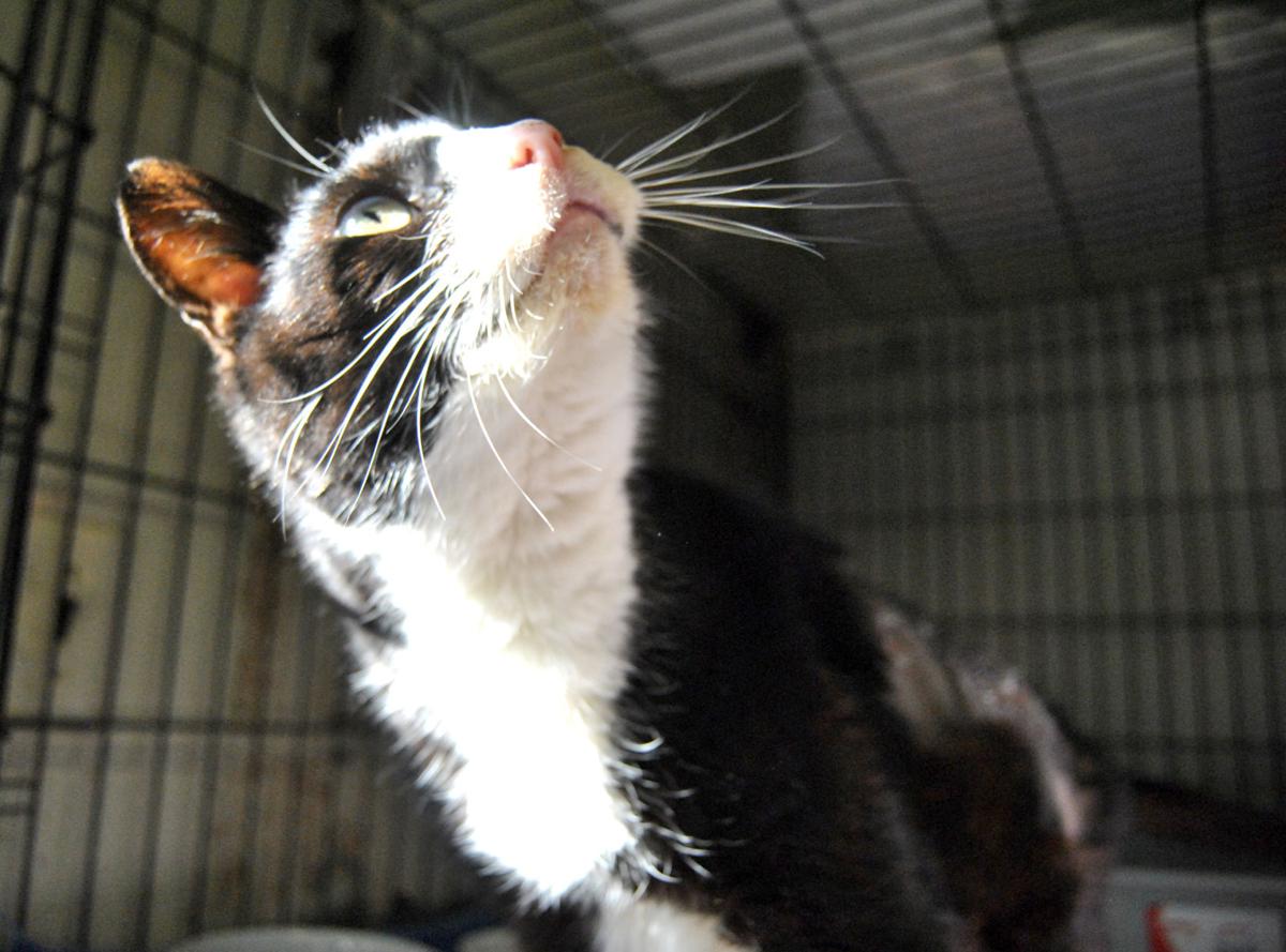 humane society seeking donations
