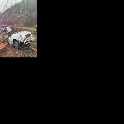 One Person Killed As Tree Falls Onto Vehicle | News | news-daily.com