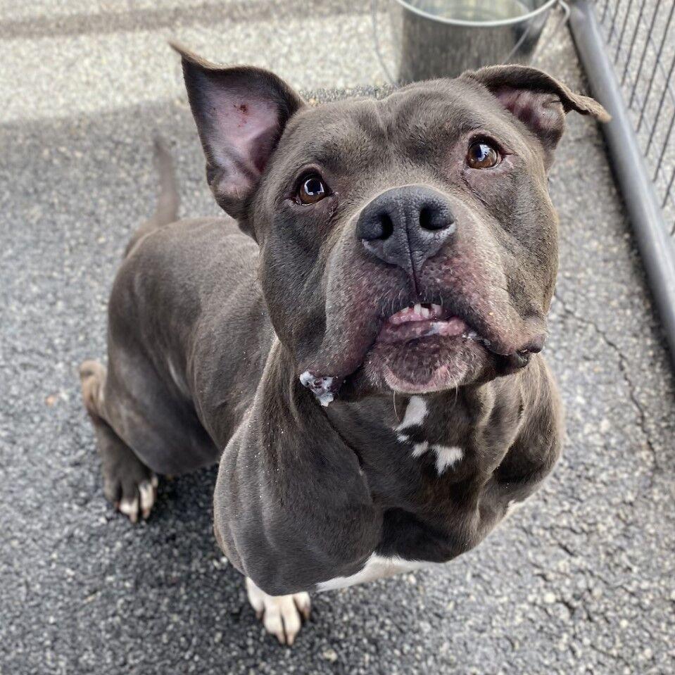 Clayton County Adoptable Pets - Week of May 10