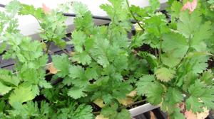 TIMOTHY DALY: Spice up your garden with herbs