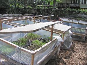 TIMOTHY DALY: Growing fresh vegetables throughout the winter