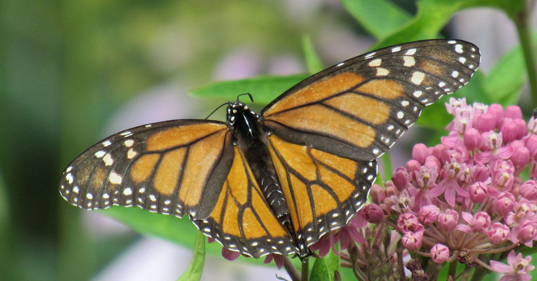 Monarchs' white spots aid migration | News - Vimarsana News