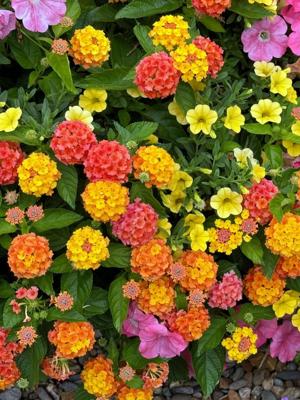 LIF-HOME-ONGARDENING-1-MCT