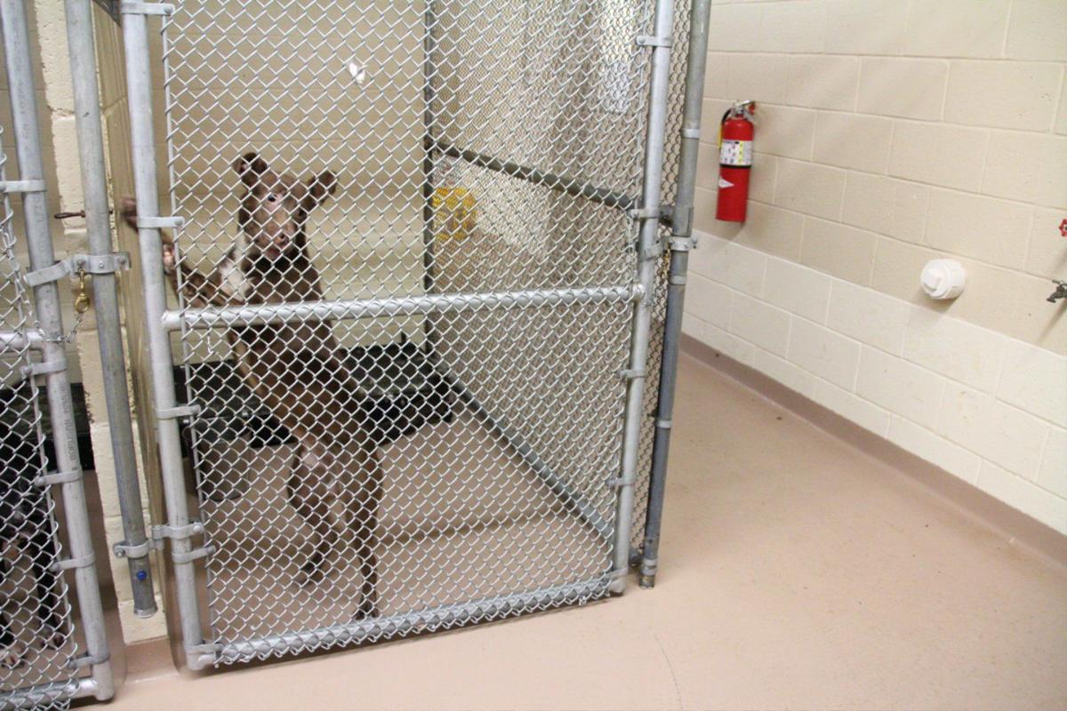 Big Changes At Clayton Animal Control Features News Daily Com