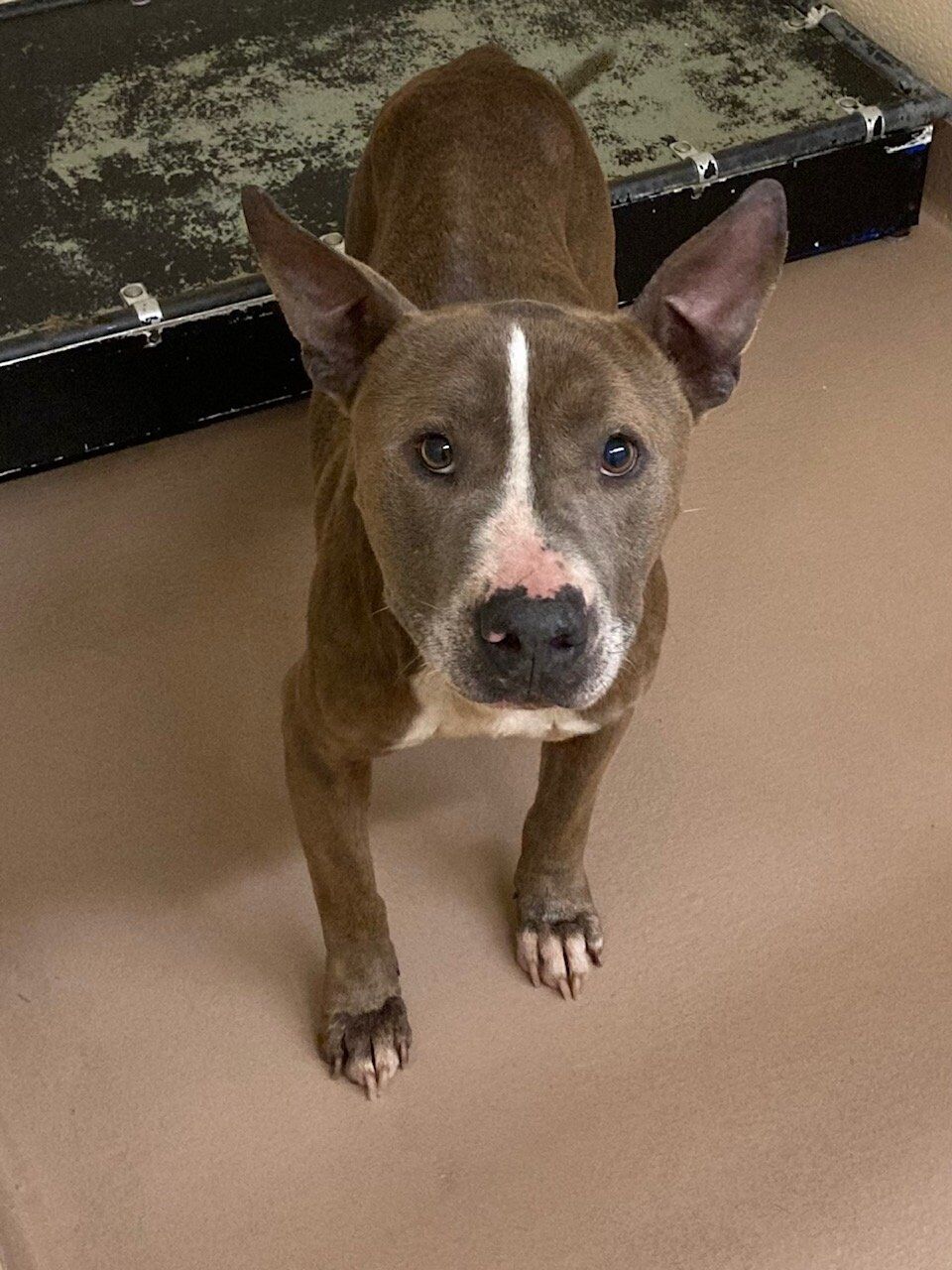PHOTOS: Pets available for adoption at Clayton County Animal Control |  Clayton News Photo Slideshows | news-daily.com