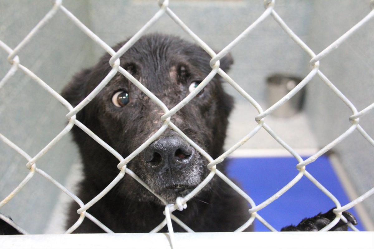 Big Changes At Clayton Animal Control Features News Daily Com