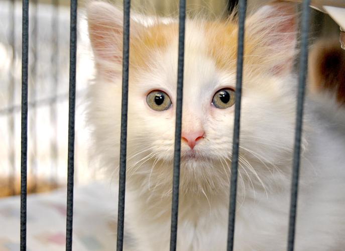 Clayton County Humane Society urges residents not to give pets as Christmas presents | Community Clayton County Humane Society urges residents not to give pets as Christmas presents | Community