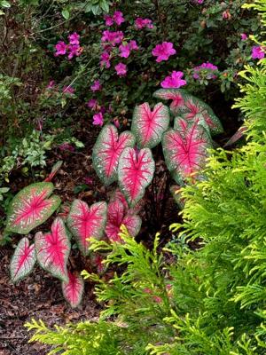 LIFE-HOME-ONGARDENING-6-MCT