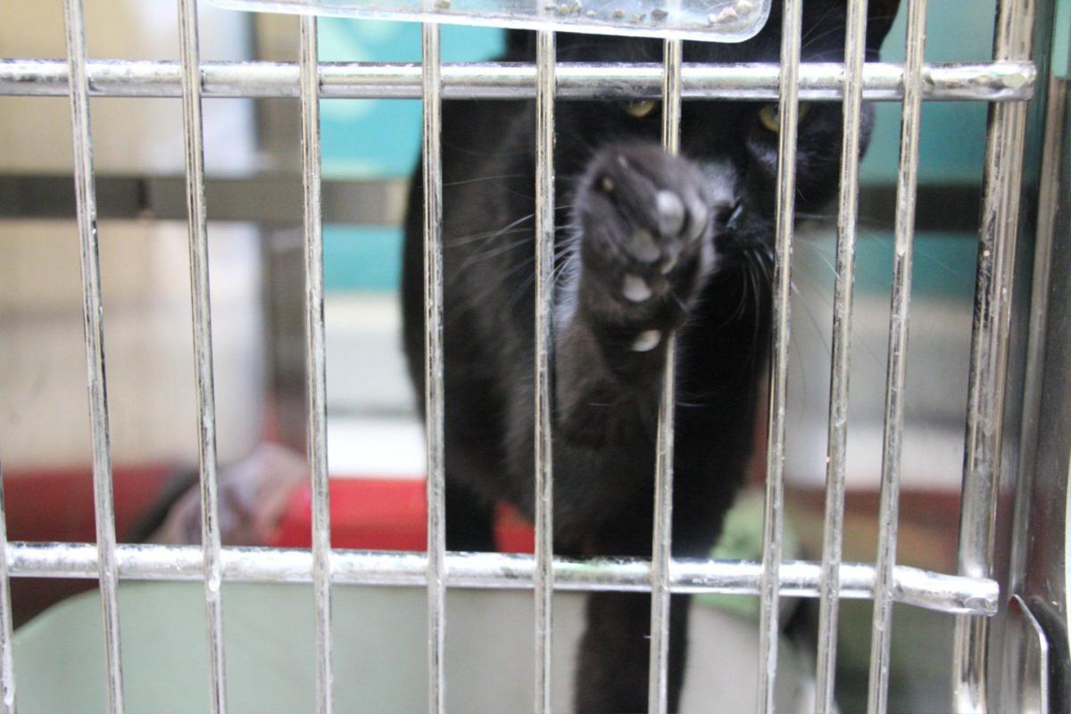 Big Changes At Clayton Animal Control Features News Daily Com