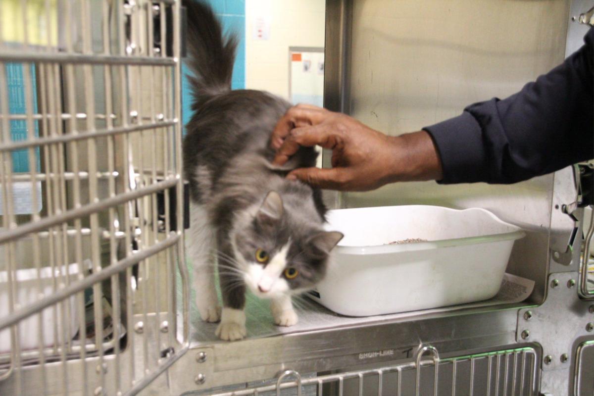 Big Changes At Clayton Animal Control Features News Daily Com