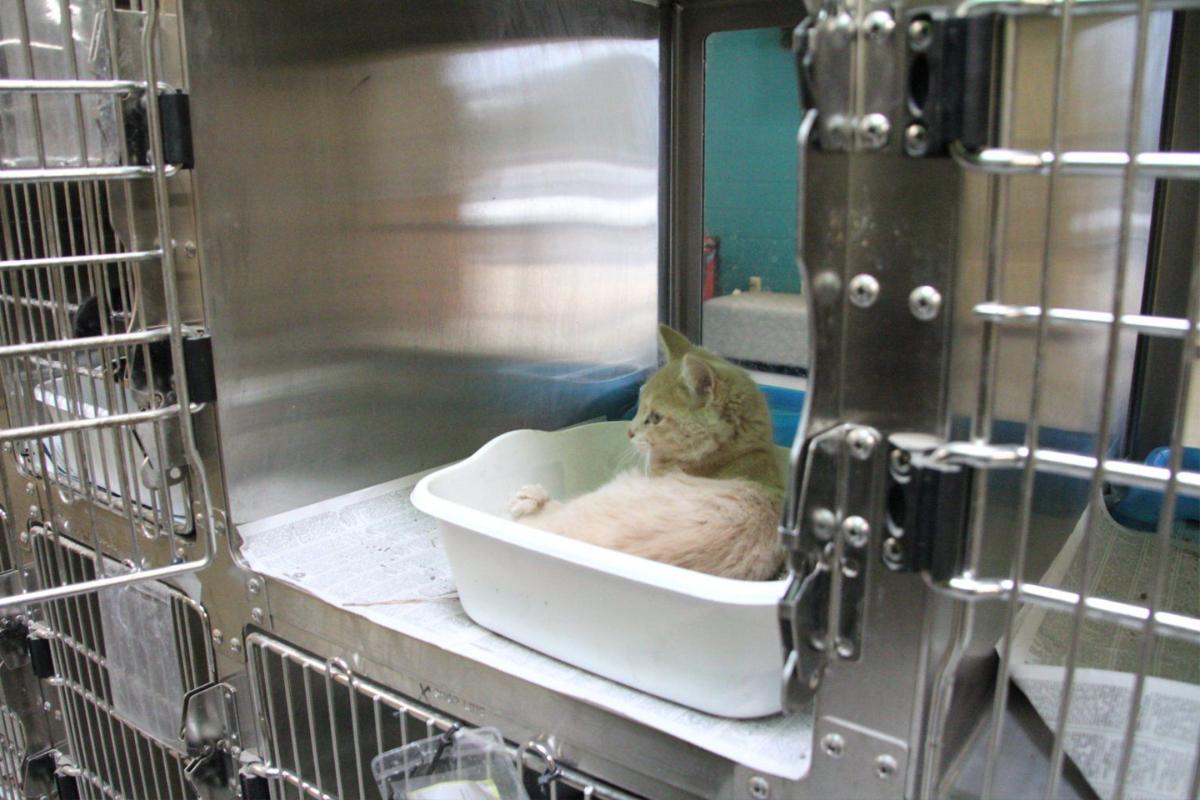 Big Changes At Clayton Animal Control Features News Daily Com