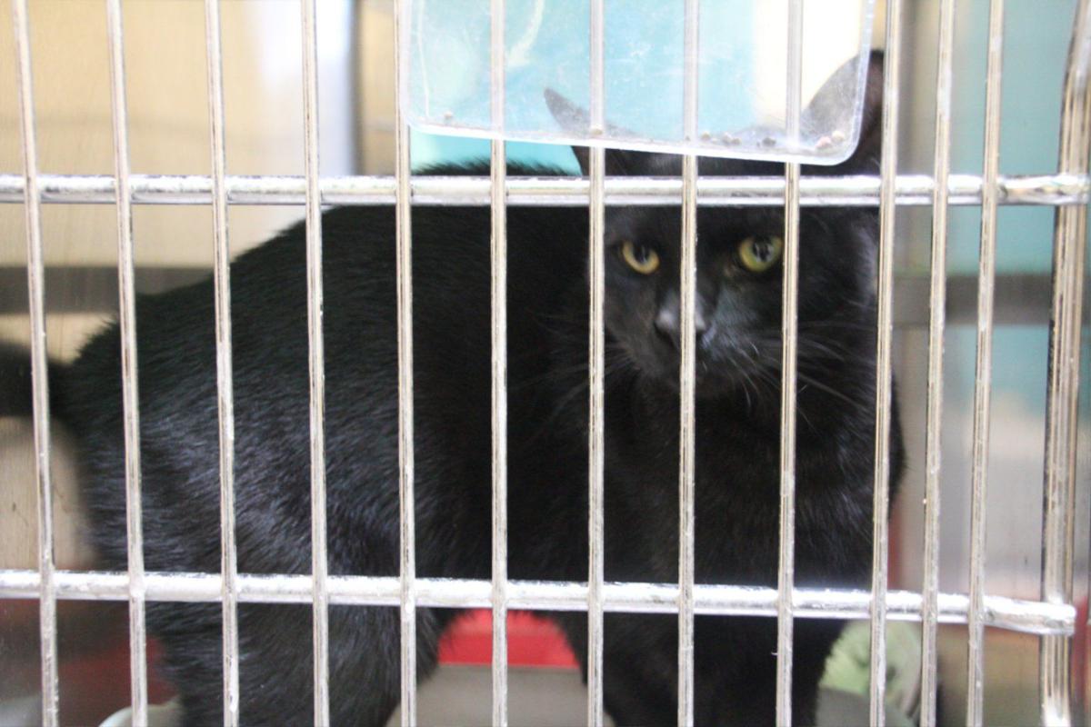Big Changes At Clayton Animal Control Features News Daily Com