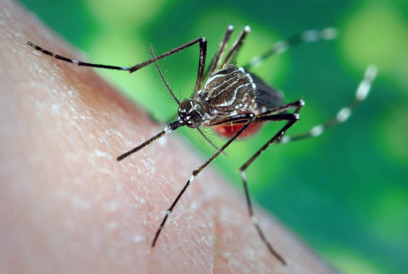 The 63 species of mosquitoes in Georgia are still biting Health