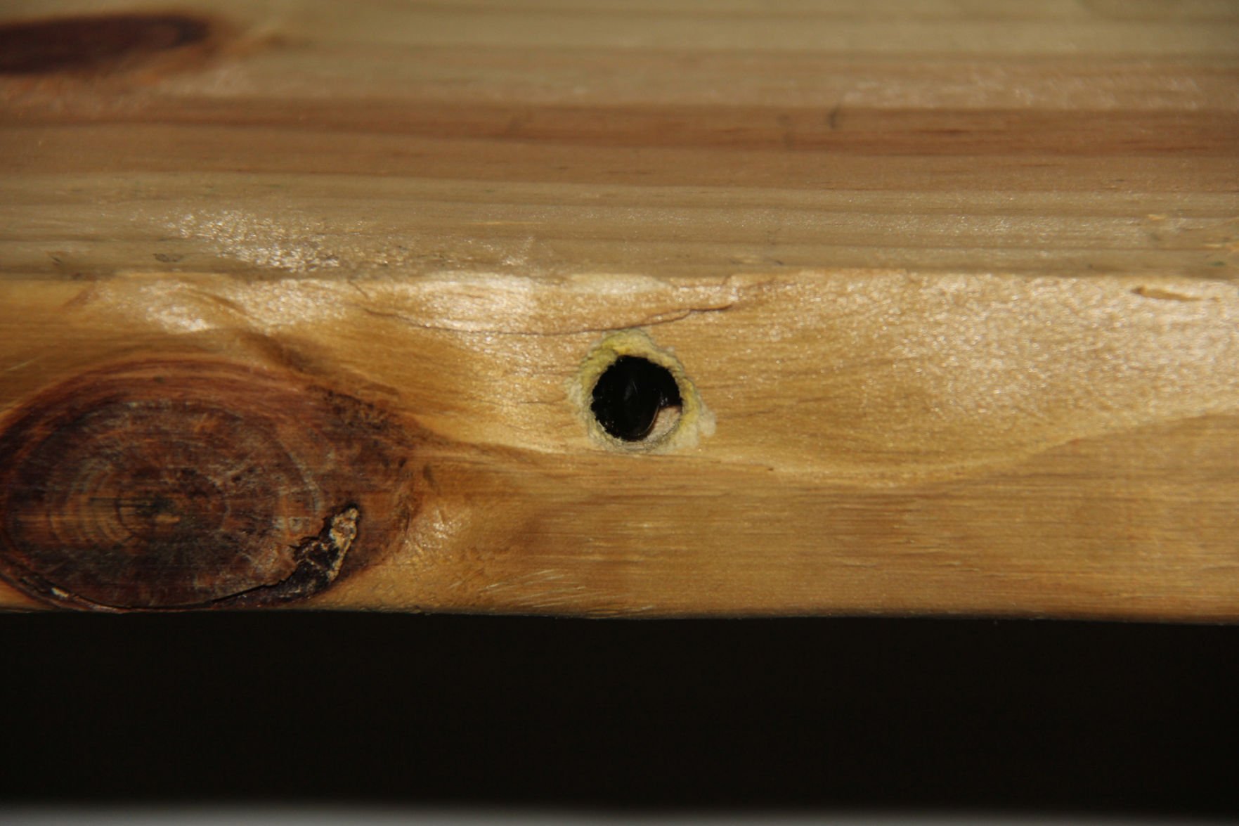 carpenter bee house