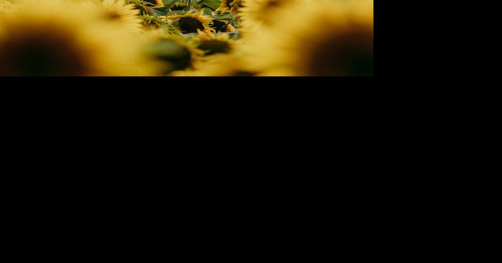 Scientists find out why sunflowers dance when they grow | Plus | news ...